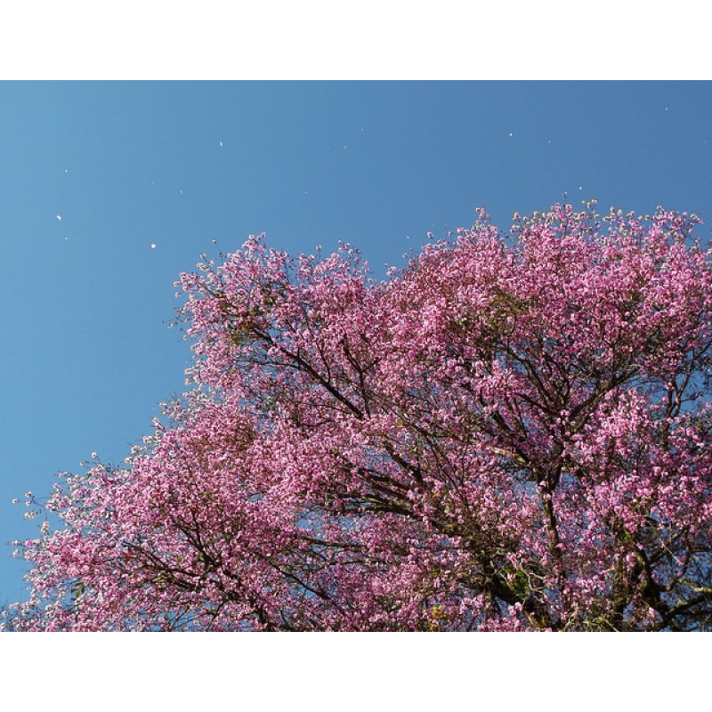 Huile essentielle de bois de rose 10 ml – apaisante et hydratante